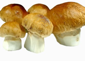 Comprar Boletus Edulis, Ceps